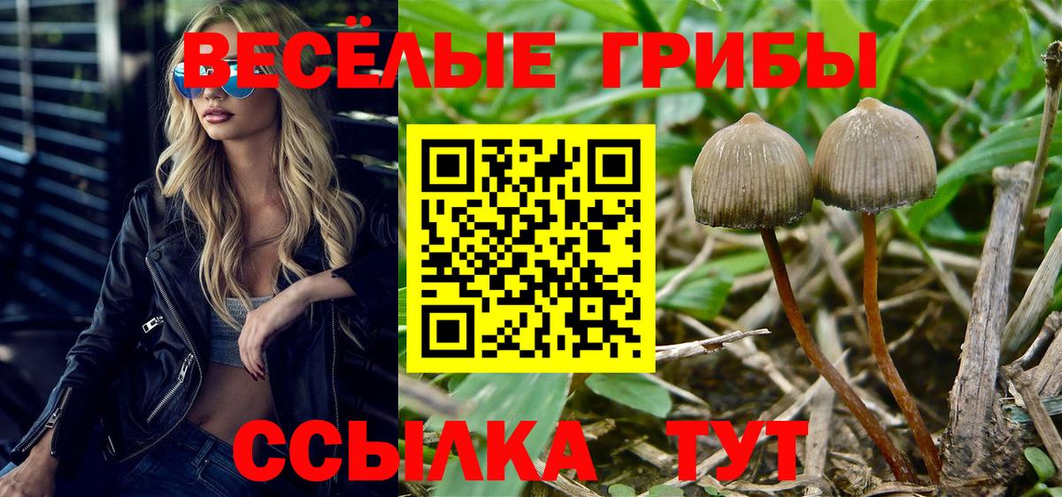 Псилоцибиновые грибы Psilocybine cubensis Богородск